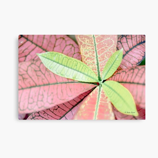Dreamy Pastel Pink & Green Varigated Leaves Photography Canvas Print