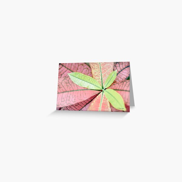 Dreamy Pastel Pink & Green Varigated Leaves Photography Greeting Card