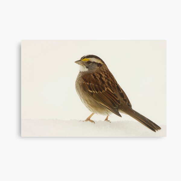 Lonely Sparrow Canvas Print