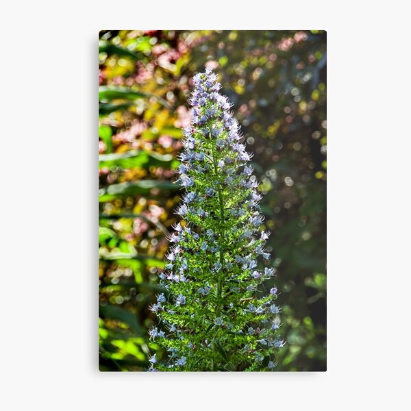 Tower of Jewels - Echium Pininana Metal Print