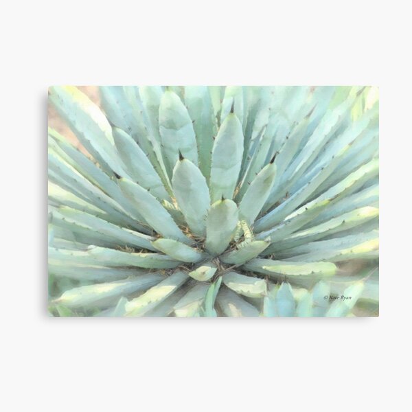 Succulents, Dreamy Southwest Photography - Agave Cactus 2 Canvas Print