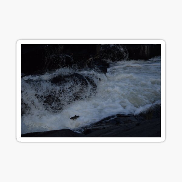 Salmon Run Upstream Sticker