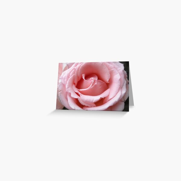 Pink Rose Bloom Greeting Card