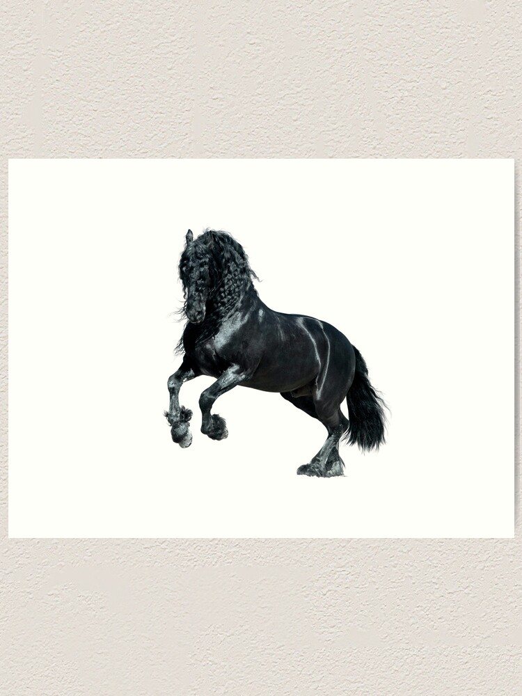 Black friesian horse with long mane on white background Art Print