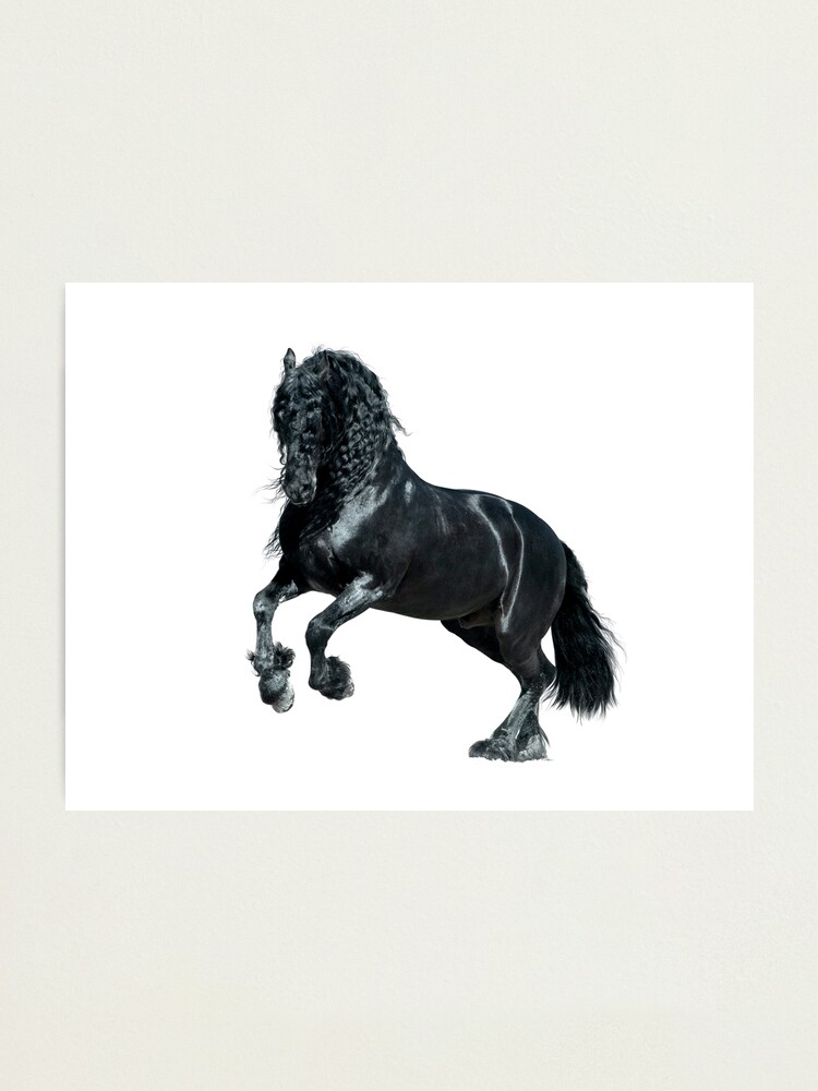 Black friesian horse with long mane on white background Photographic Print