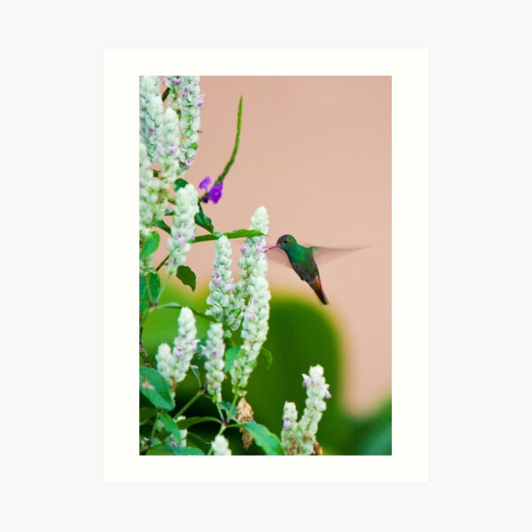 Hummingbird (vertical) In Costa Rica Art Print