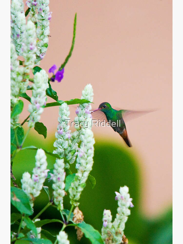 Hummingbird (vertical) In Costa Rica by taos