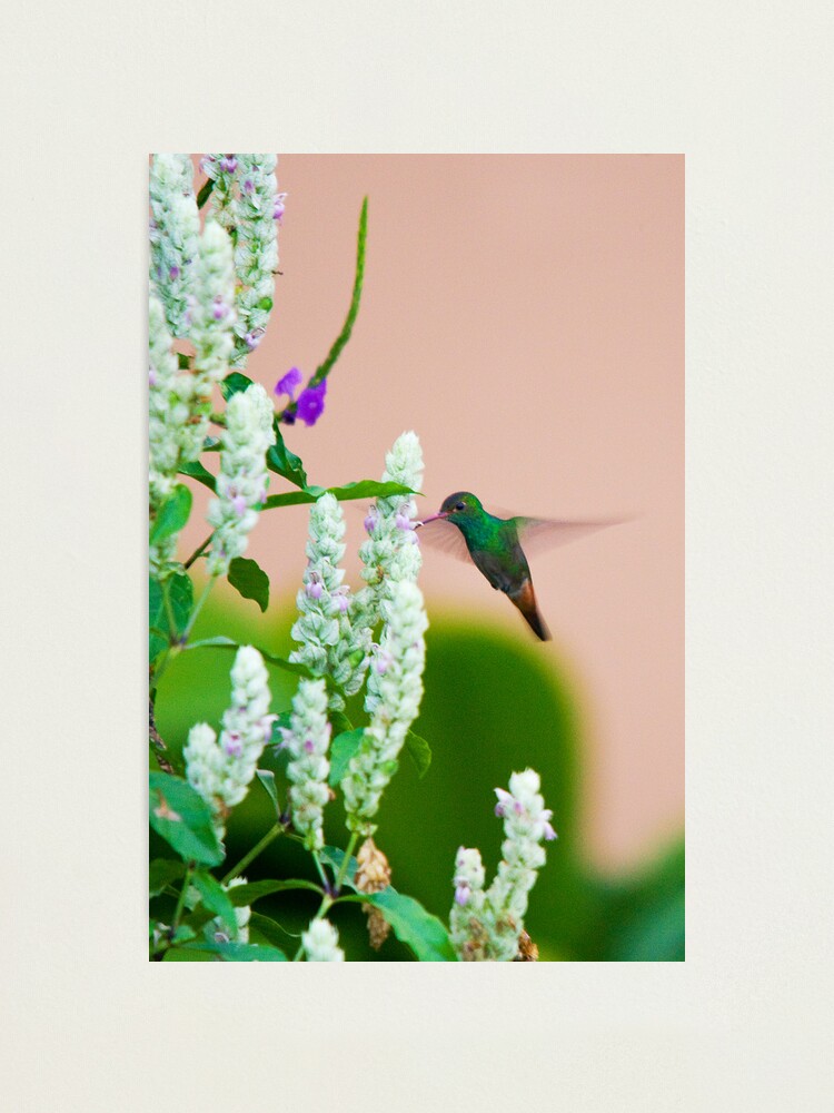 Alternate view of Hummingbird (vertical) In Costa Rica Photographic Print