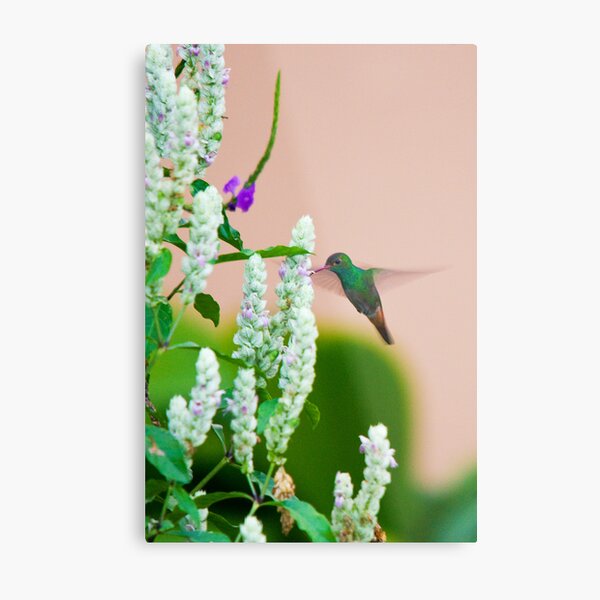 Hummingbird (vertical) In Costa Rica Metal Print