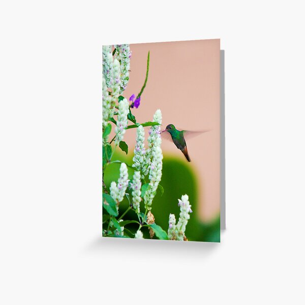 Hummingbird (vertical) In Costa Rica Greeting Card