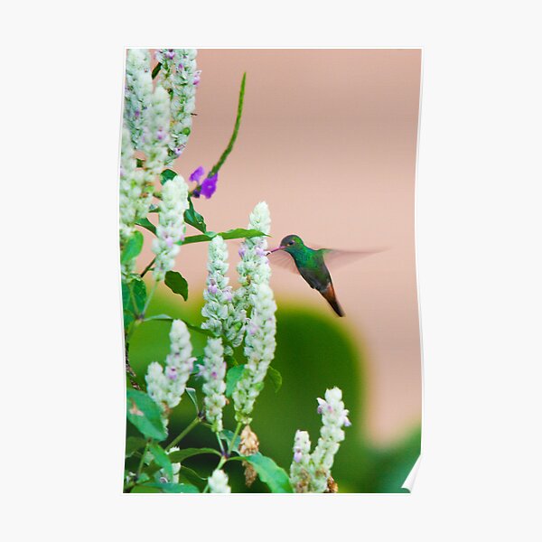 Hummingbird (vertical) In Costa Rica Poster