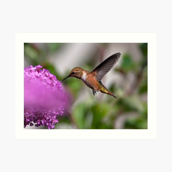 A Call of Nature! Art Print