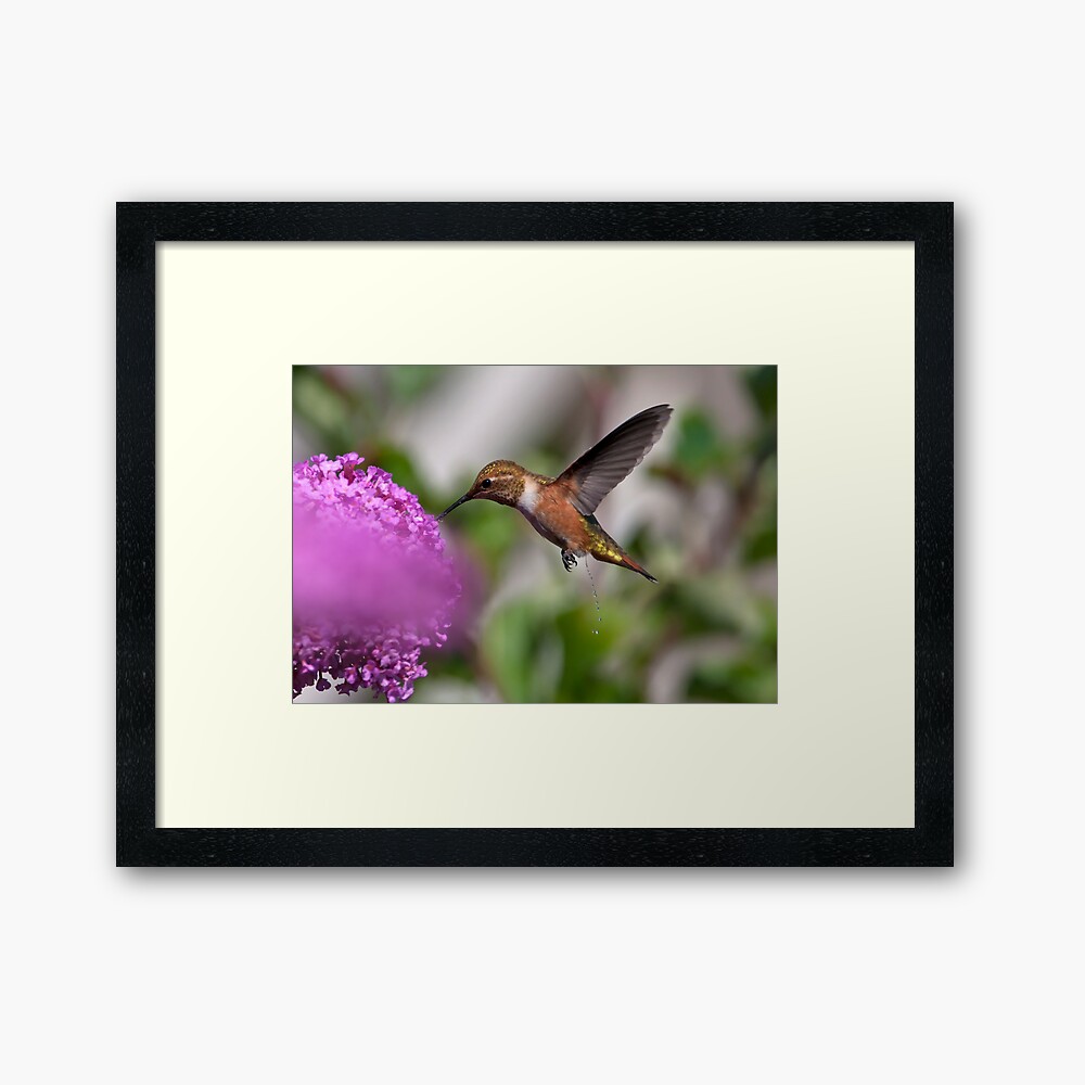 A Call of Nature! Framed Art Print
