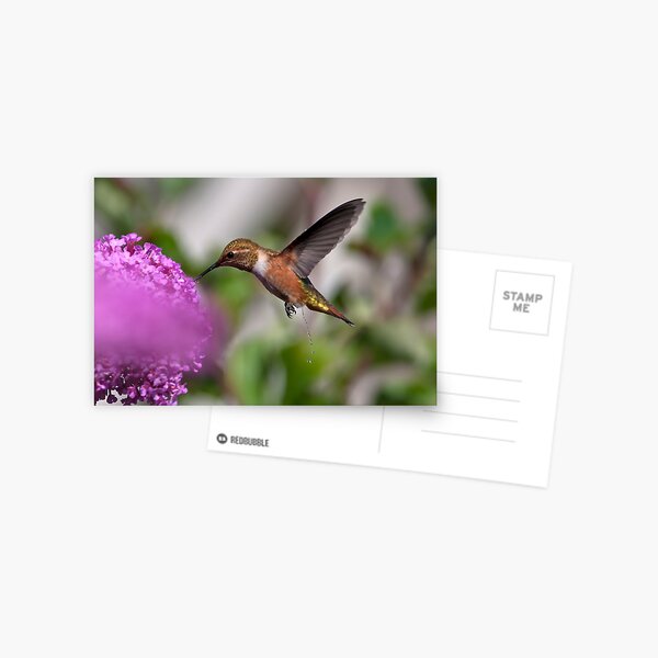 A Call of Nature! Postcard