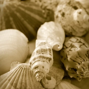 Artwork thumbnail, Shells by snehit