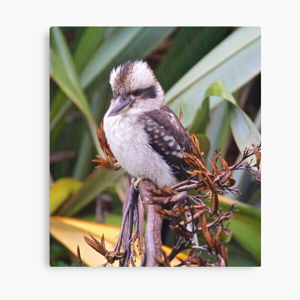 KINGFISHER ~ Kookaburra ZUKHLW6H by David Irwin Canvas Print