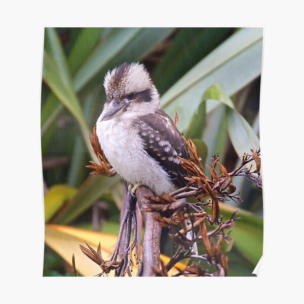 KINGFISHER ~ Kookaburra by David Irwin Poster