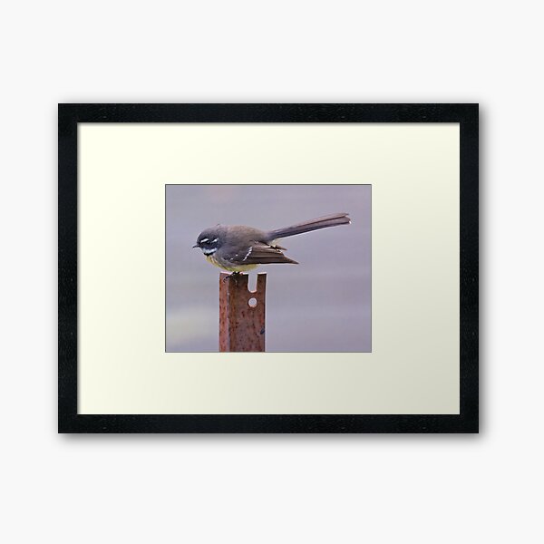 FANTAIL ~ Grey Fantail UBk2hZwb by David Irwin Framed Art Print