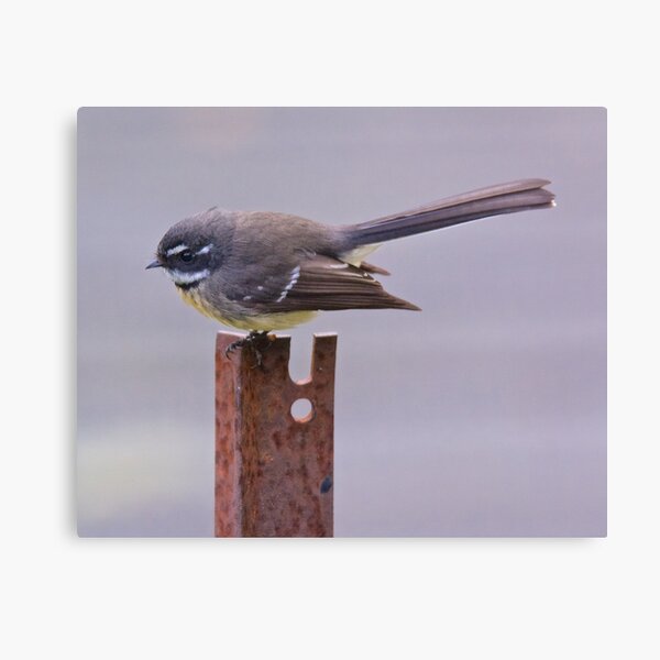 FANTAIL ~ Grey Fantail UBk2hZwb by David Irwin Canvas Print