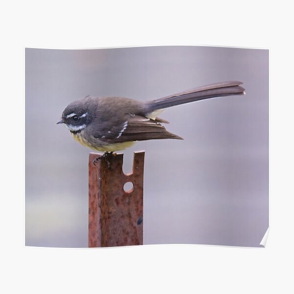 FANTAIL ~ Grey Fantail UBk2hZwb by David Irwin Poster