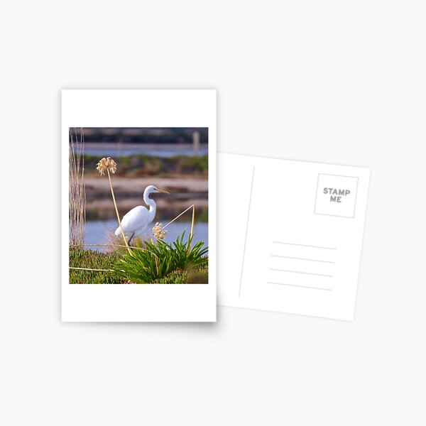 WADER ~ Great Egret by David Irwin Postcard