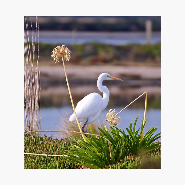 WADER ~ Great Egret 2Y6C9FVX by David Irwin Photographic Print