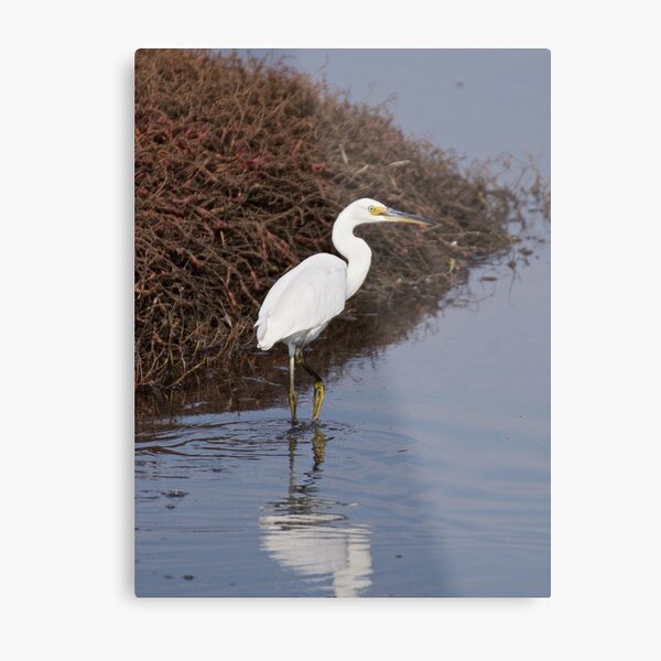WADER ~ Little Egret 9JY56P2J by David Irwin ~ WO Metal Print