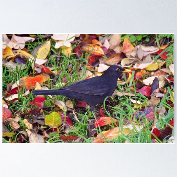 EXOTIC ~ Common Blackbird 4maXWVdM by David Irwin Poster