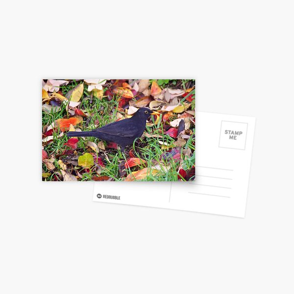 EXOTIC ~ Common Blackbird 4maXWVdM by David Irwin Postcard