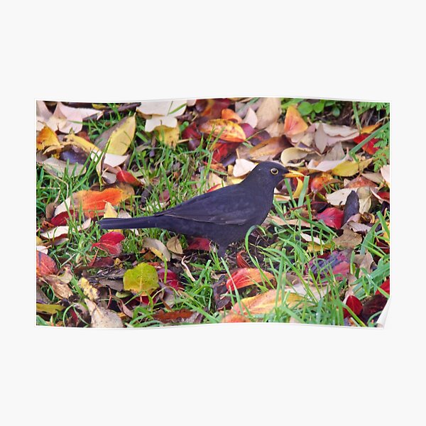 EXOTIC ~ Common Blackbird 4maXWVdM by David Irwin Poster