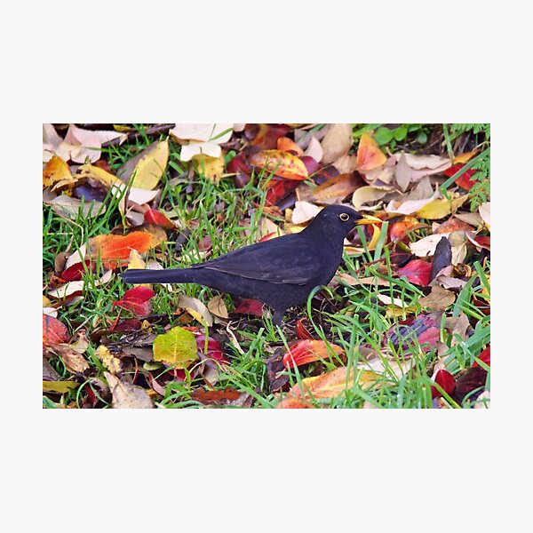 EXOTIC ~ Common Blackbird 4maXWVdM by David Irwin Photographic Print