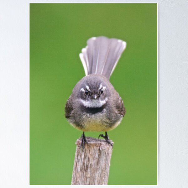 FANTAIL ~ Grey Fantail BwVecWos by David Irwin Poster