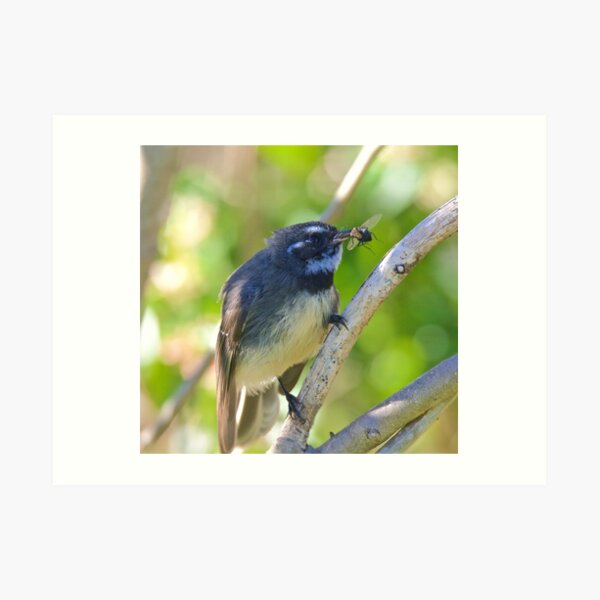FANTAIL ~ Grey Fantail 8Nv562tr by David Irwin Art Print