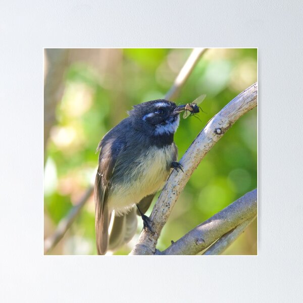 FANTAIL ~ Grey Fantail 8Nv562tr by David Irwin Poster
