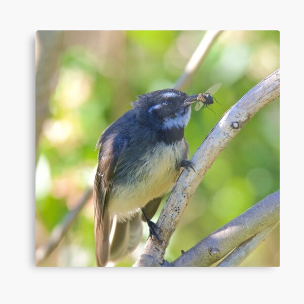 FANTAIL ~ Grey Fantail by David Irwin Metal Print