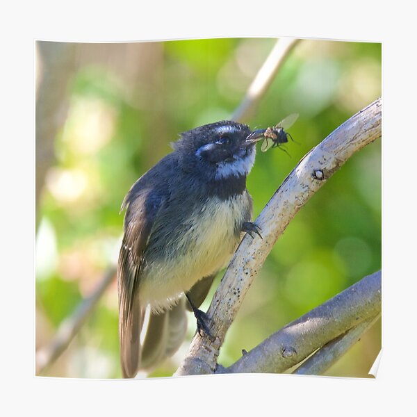FANTAIL ~ Grey Fantail 8Nv562tr by David Irwin Poster