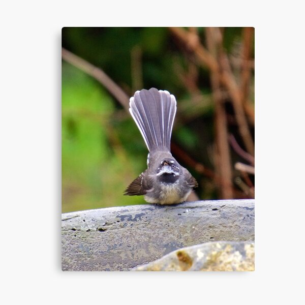 FANTAIL ~ Grey Fantail Nr4Q5nUi by David Irwin Canvas Print