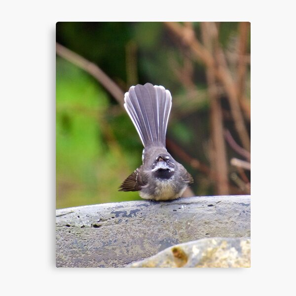 FANTAIL ~ Grey Fantail Nr4Q5nUi by David Irwin Metal Print