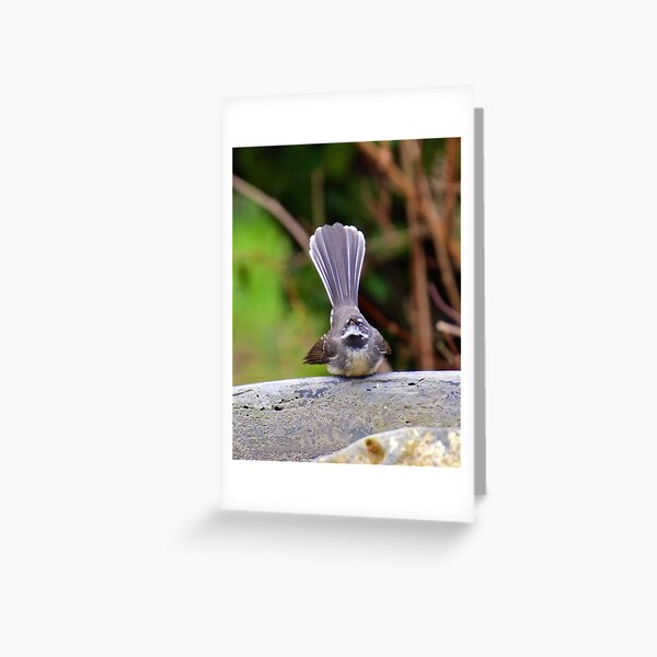 FANTAIL ~ Grey Fantail by David Irwin Greeting Card