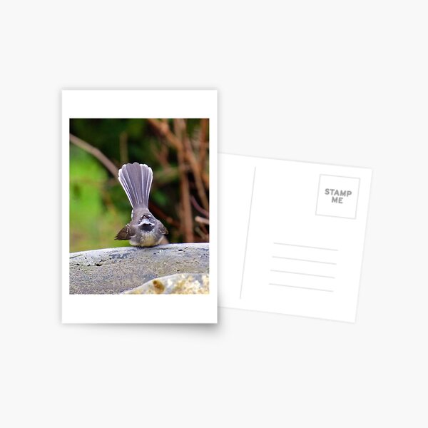 FANTAIL ~ Grey Fantail Nr4Q5nUi by David Irwin Postcard