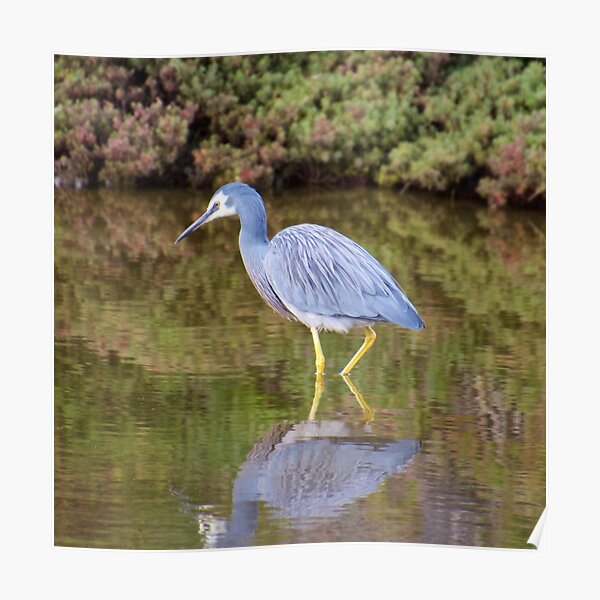 WADER ~ White-faced Heron by David Irwin Poster