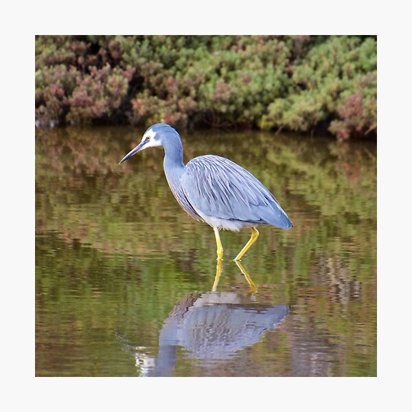 WADER ~ White-faced Heron 388HEJT8 by David Irwin Photographic Print