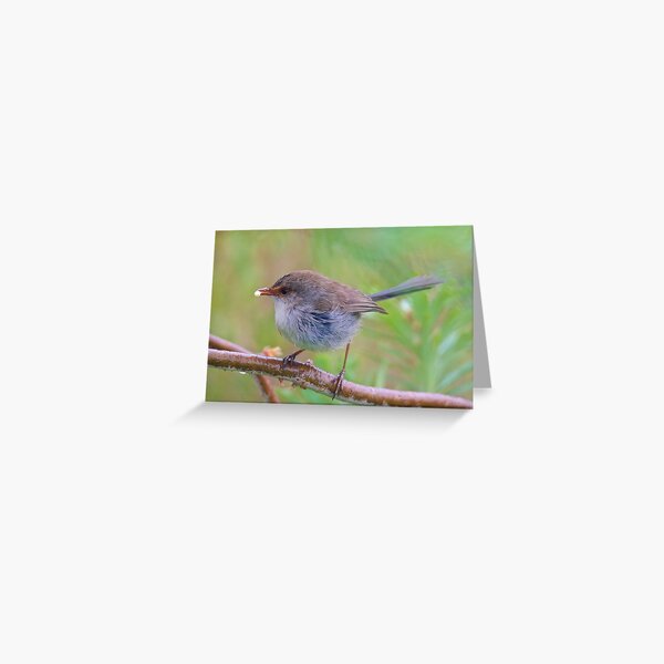 WREN ~ Superb Fairy-wren mS9w3ES2 by David Irwin Greeting Card