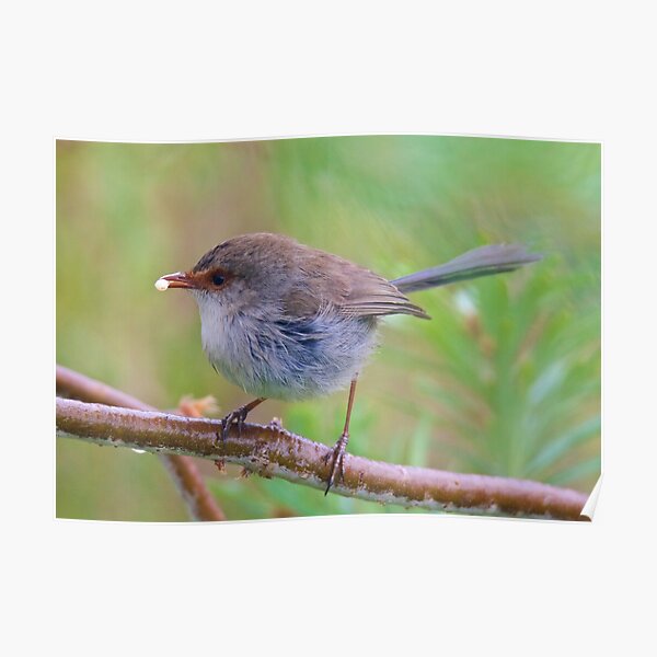 WREN ~ Superb Fairy-wren mS9w3ES2 by David Irwin Poster