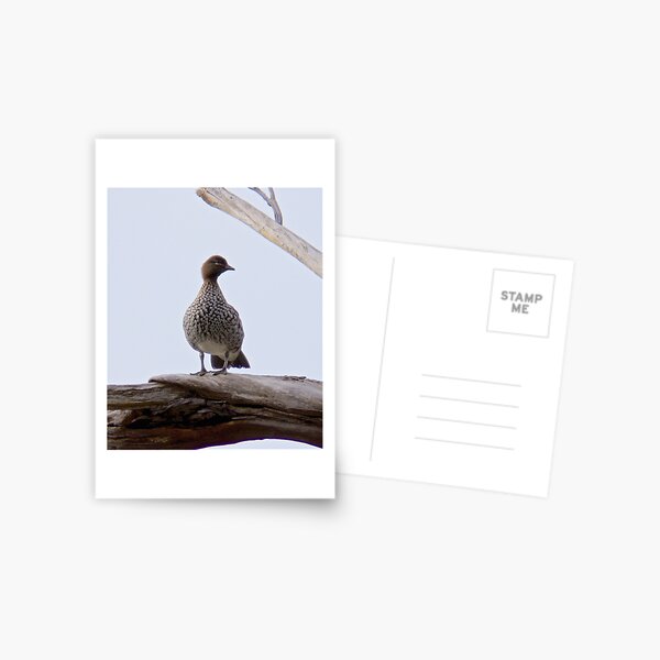 WATERFOWL ~ Australian Wood Duck 3CEKVJS8 by David Irwin Postcard