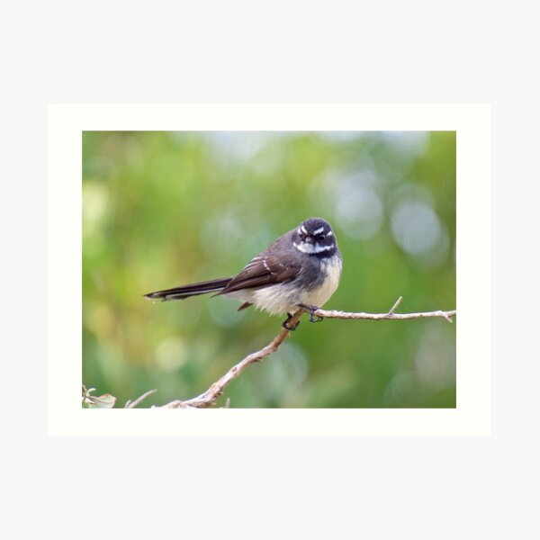 FANTAIL ~ Grey Fantail by David Irwin Art Print