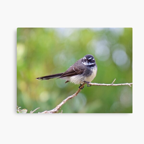 FANTAIL ~ Grey Fantail AeBGdu2s by David Irwin Canvas Print