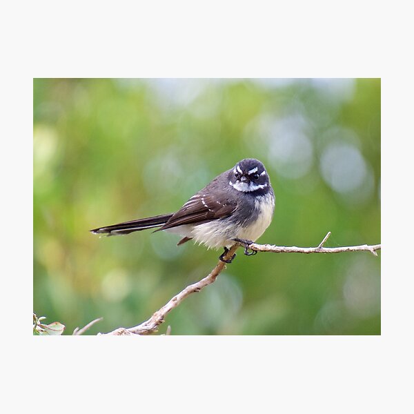 FANTAIL ~ Grey Fantail AeBGdu2s by David Irwin Photographic Print