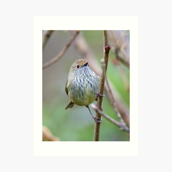 THORNBILL ~ Brown Thornbill by David Irwin Art Print
