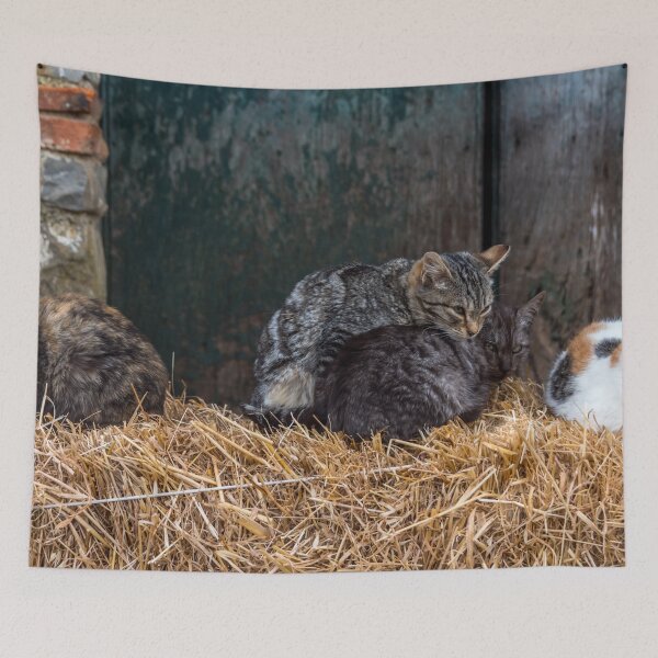 Item preview, Cats on a Bale of Hay designed and sold by Jon Shore.